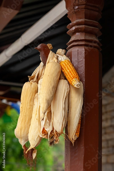 Obraz corn on the cob