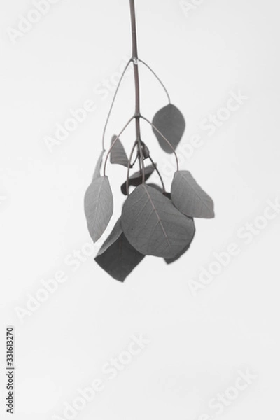 Obraz Black and white leaf