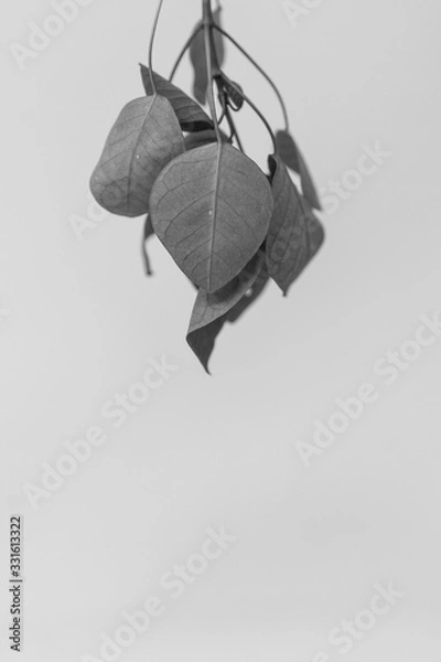 Obraz Black and white leaf
