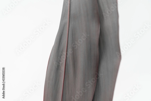 Obraz Leaf isolated white background