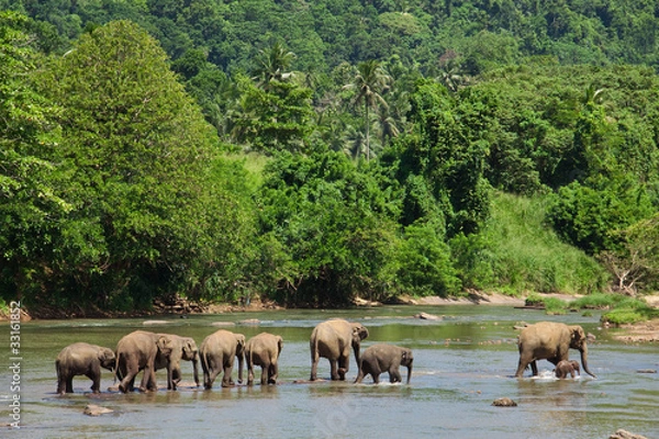 Obraz Rodzina słoni
