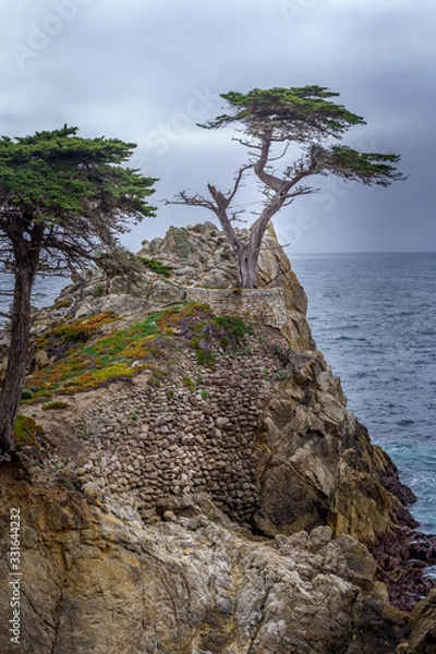 Fototapeta tree on beach