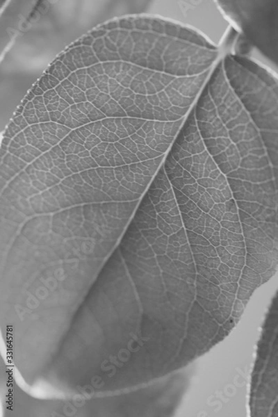 Fototapeta feuille