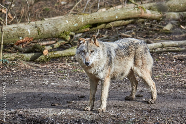 Obraz Wolf (canis lupus)