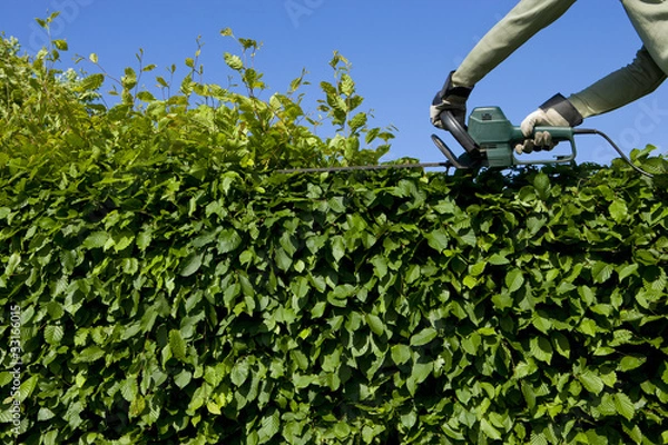 Obraz Hecke Schneiden