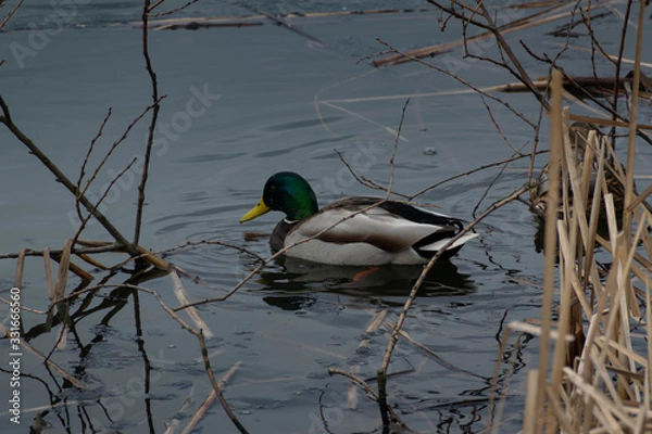 Obraz Anas platyrhynchos