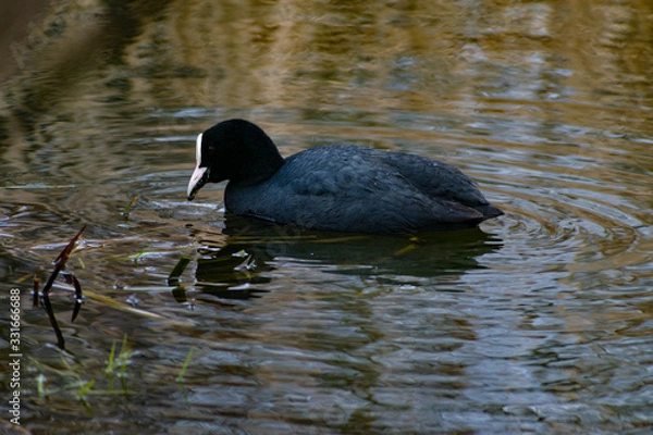 Obraz Fulica atra