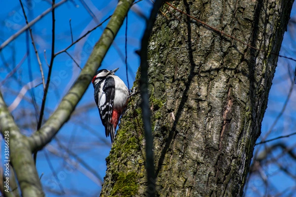 Obraz Dendrocopos major