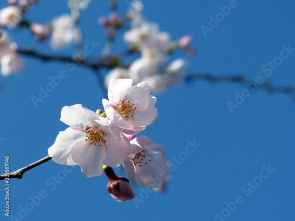 Fototapeta さくら　sakura