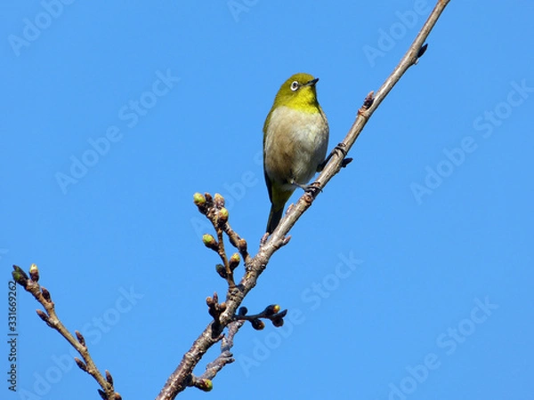 Fototapeta 鳥　bird