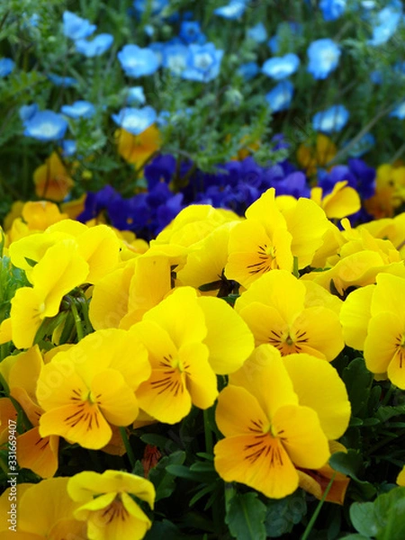 Obraz きれいな花