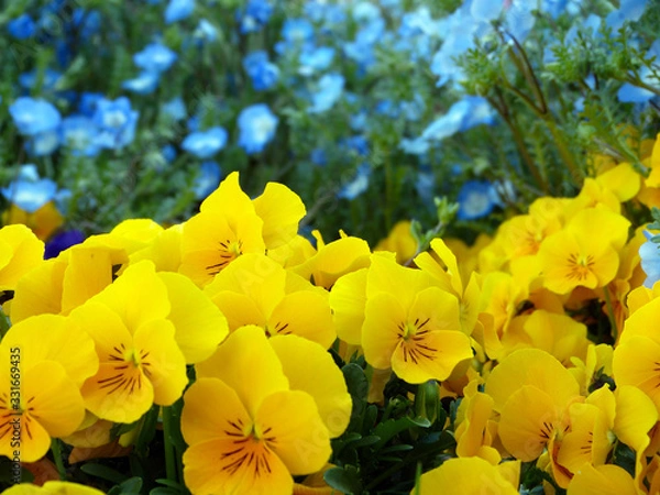 Obraz きれいな花