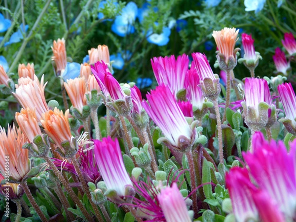 Fototapeta きれいな花