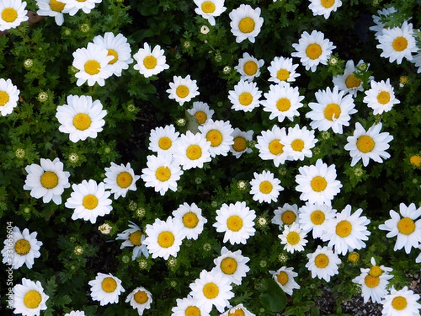 Obraz きれいな花