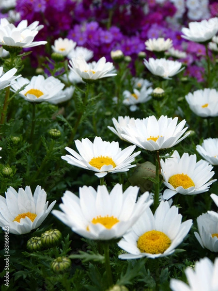 Obraz きれいな花