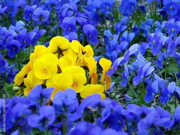 Obraz きれいな花