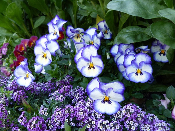 Obraz きれいな花