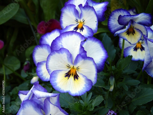 Obraz きれいな花