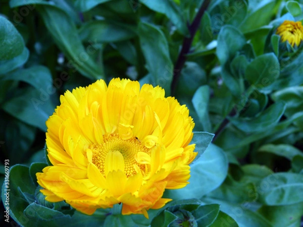 Obraz きれいな花