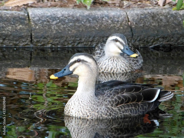 Fototapeta 鴨　カモ　duck