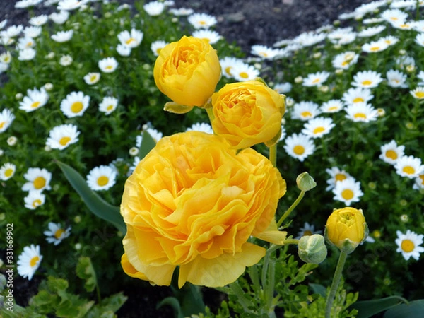 Fototapeta きれいな花