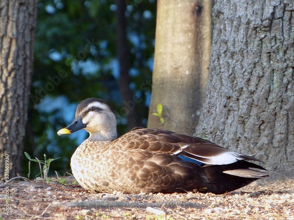 Fototapeta 鴨　カモ　duck