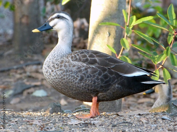Fototapeta 鴨　カモ　duck