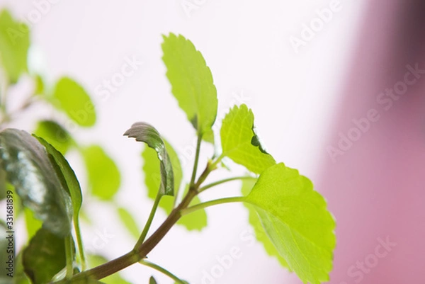 Obraz branch with green leaves on white background