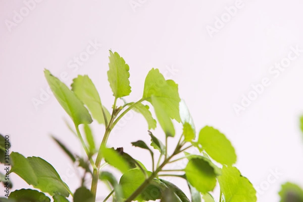 Obraz flower isolated on white background