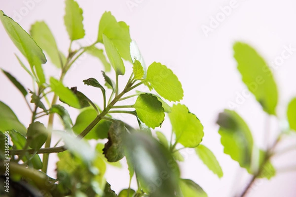 Obraz branch with green leaves