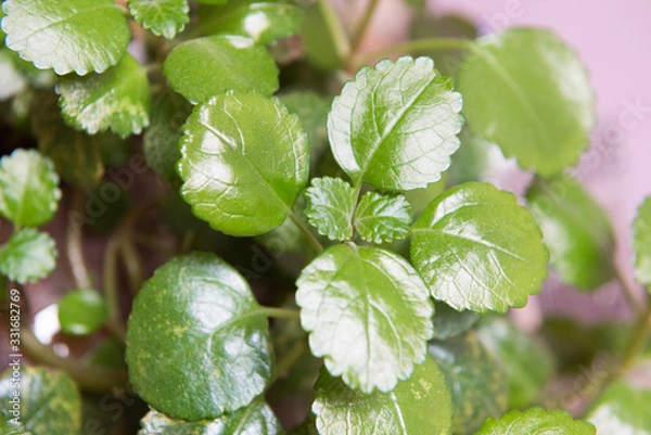 Obraz plant in the garden