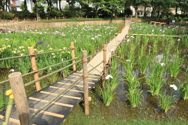 Obraz 花菖蒲田 (北綾瀬・しょうぶ沼公園)