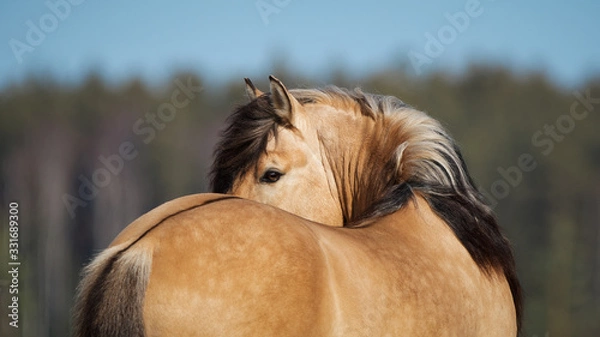 Obraz Beautiful buckskin horse with long mane looks back on natural background, portrait closeup