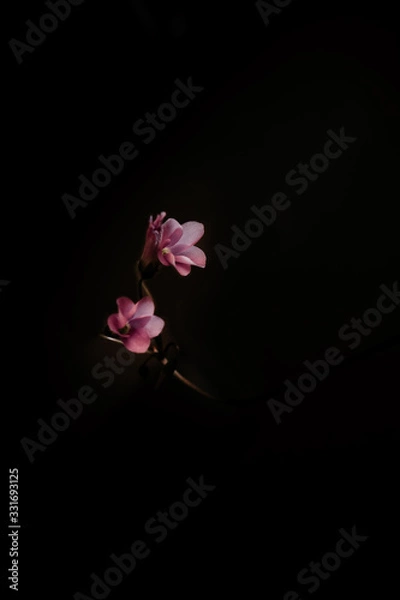 Obraz Simple Pink Flowers on black