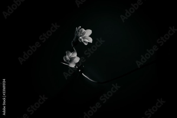 Obraz flower on black