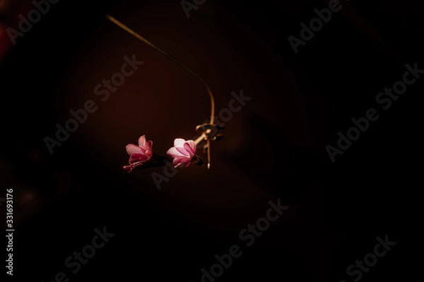 Obraz Minimal pink flowers