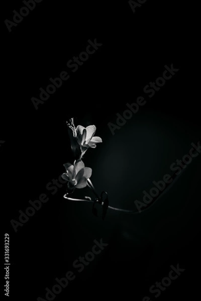 Obraz flower on black