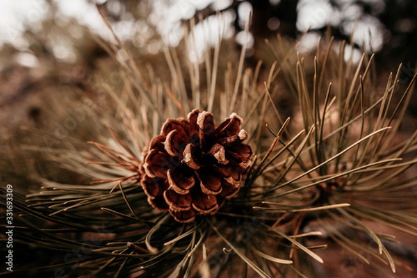Obraz pine cone on a branch