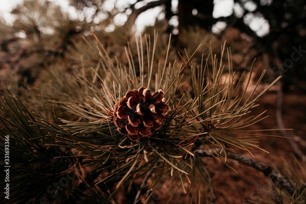 Obraz pine cone on a branch