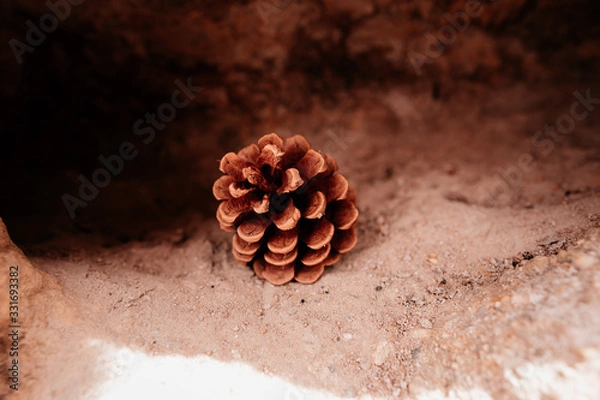 Obraz pine cone