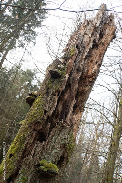 Obraz Spessart, Wald, Urwald, Baum, Moos