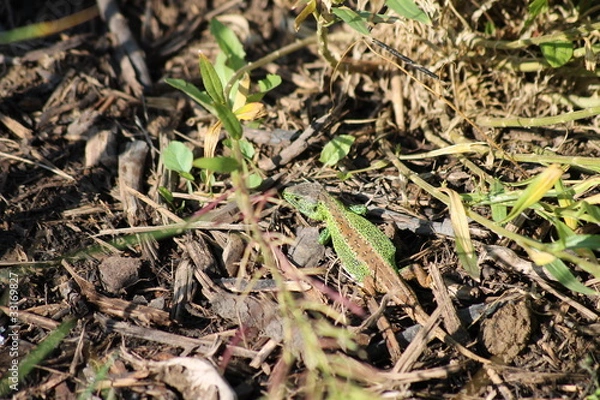 Fototapeta Zauneidechse