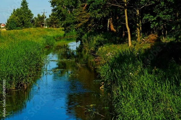 Fototapeta summer landscape with a river and green trees and a reed on the shore