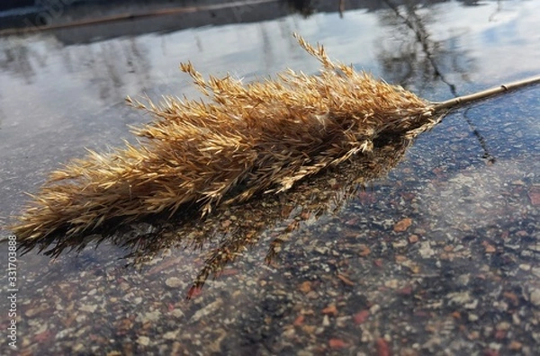 Obraz grass in water