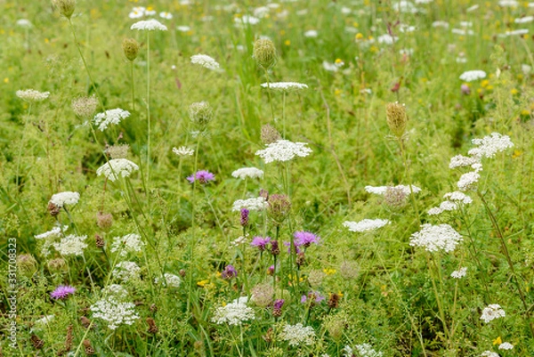 Obraz Bunte Sommewiese