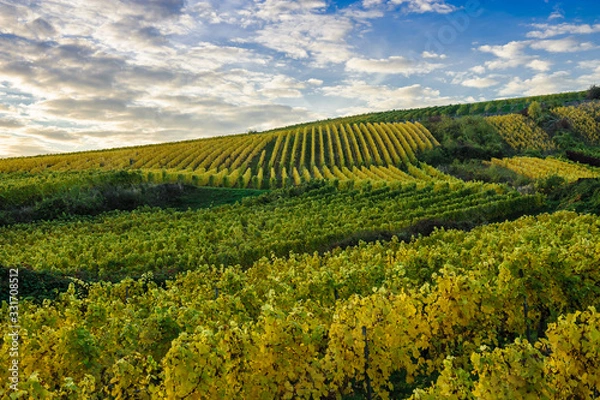 Obraz Weinberge im Rheingau bei Martinstal im Herbst