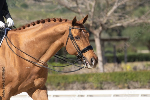 Obraz Face portrait of a hanoverian horse in a dressage competition