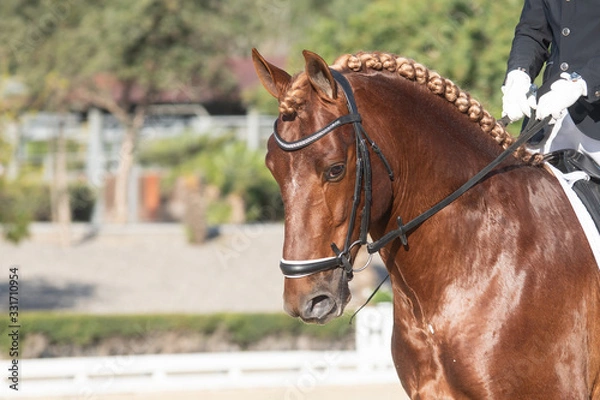 Fototapeta Face portrait of a spanish horse in a dressage competition