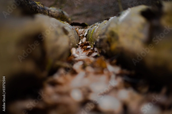 Fototapeta Holz im Wald