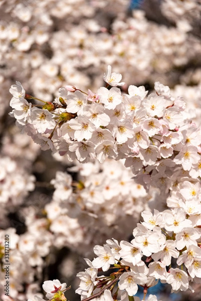 Fototapeta Cherry tree blossoms